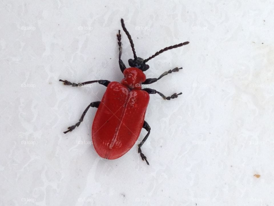 Red bug