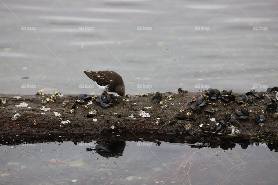 Bird feeding on mollusks on the log 