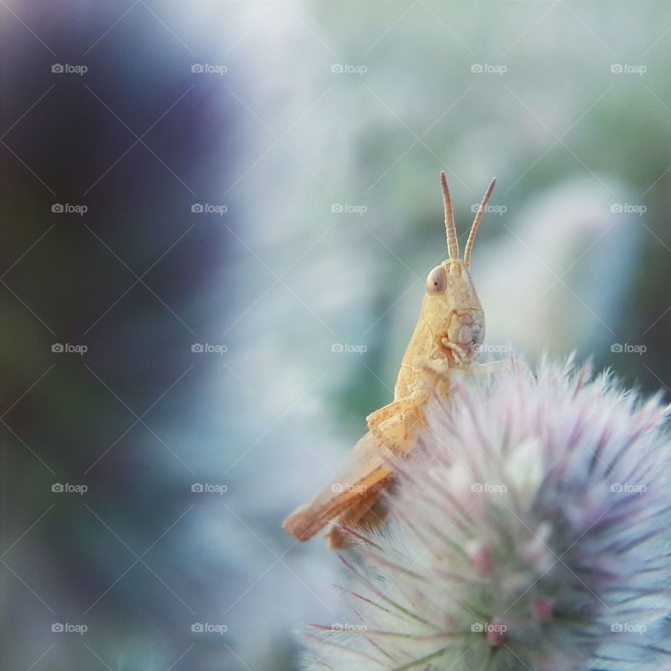 Grasshopper on a flower