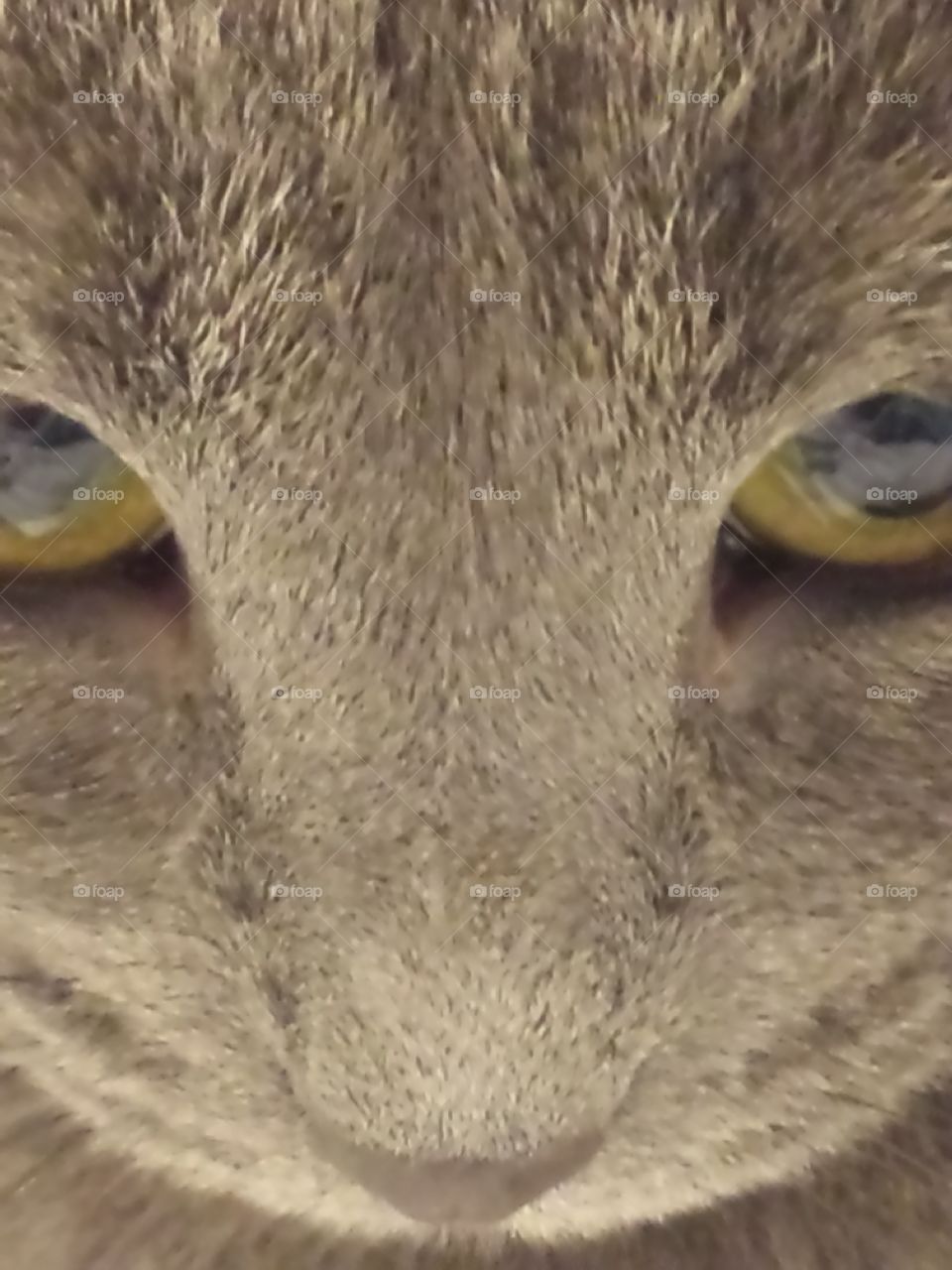 Luna Kitty Eyes