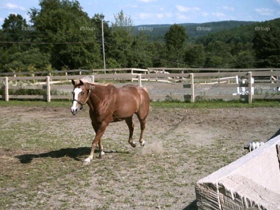 A close up of a beautiful horse at the farm.