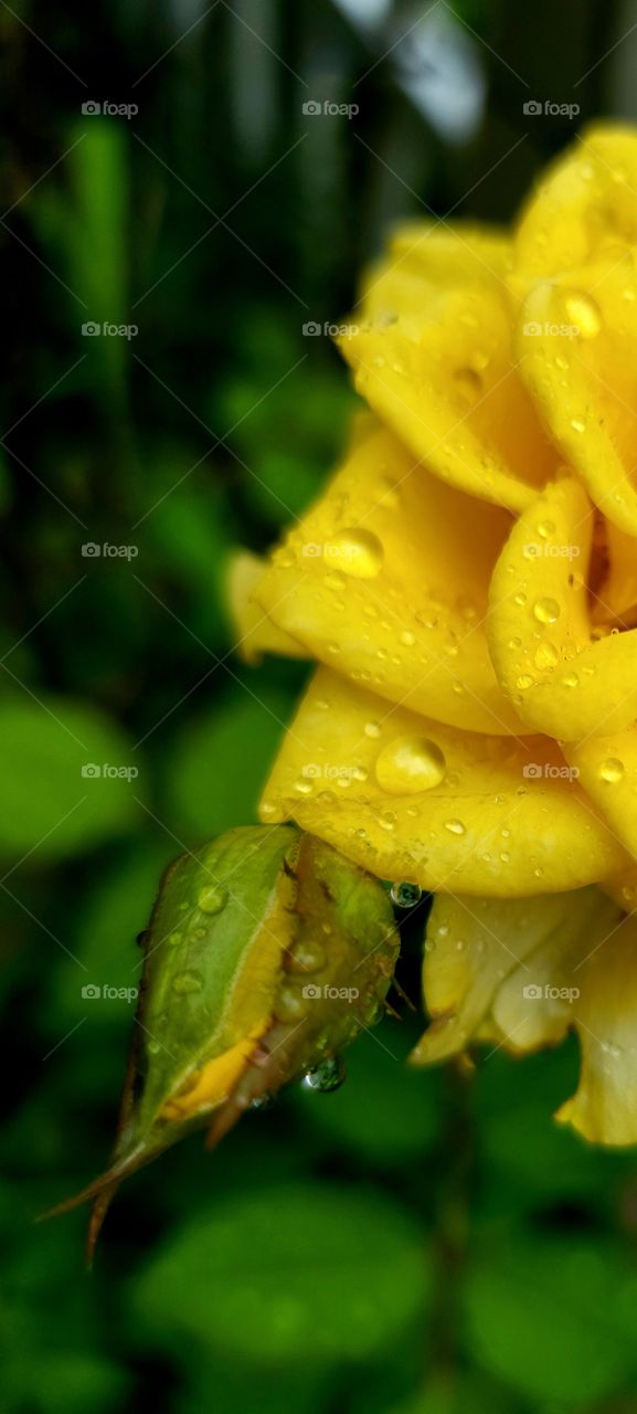 yellow rose in the rain