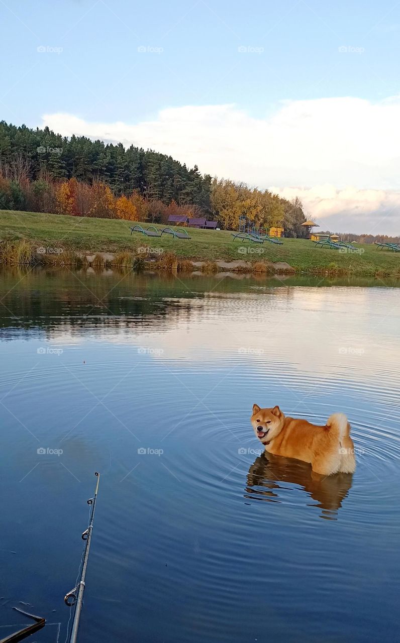 fisherman 😂 dog on a lake