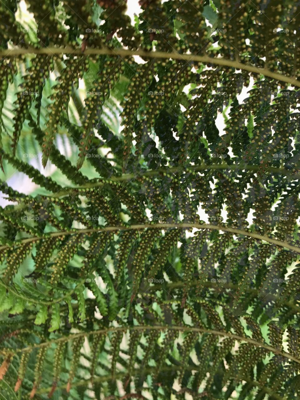 Palm meet fern leaves 