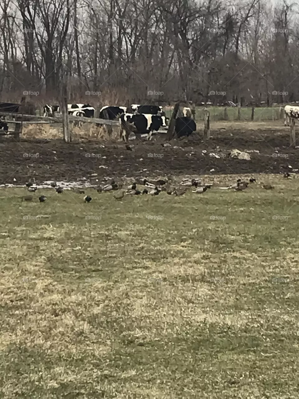 Farm