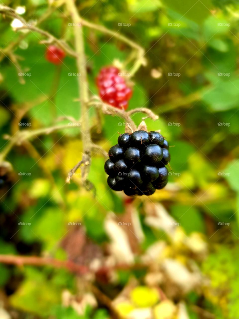 Brombeeren
