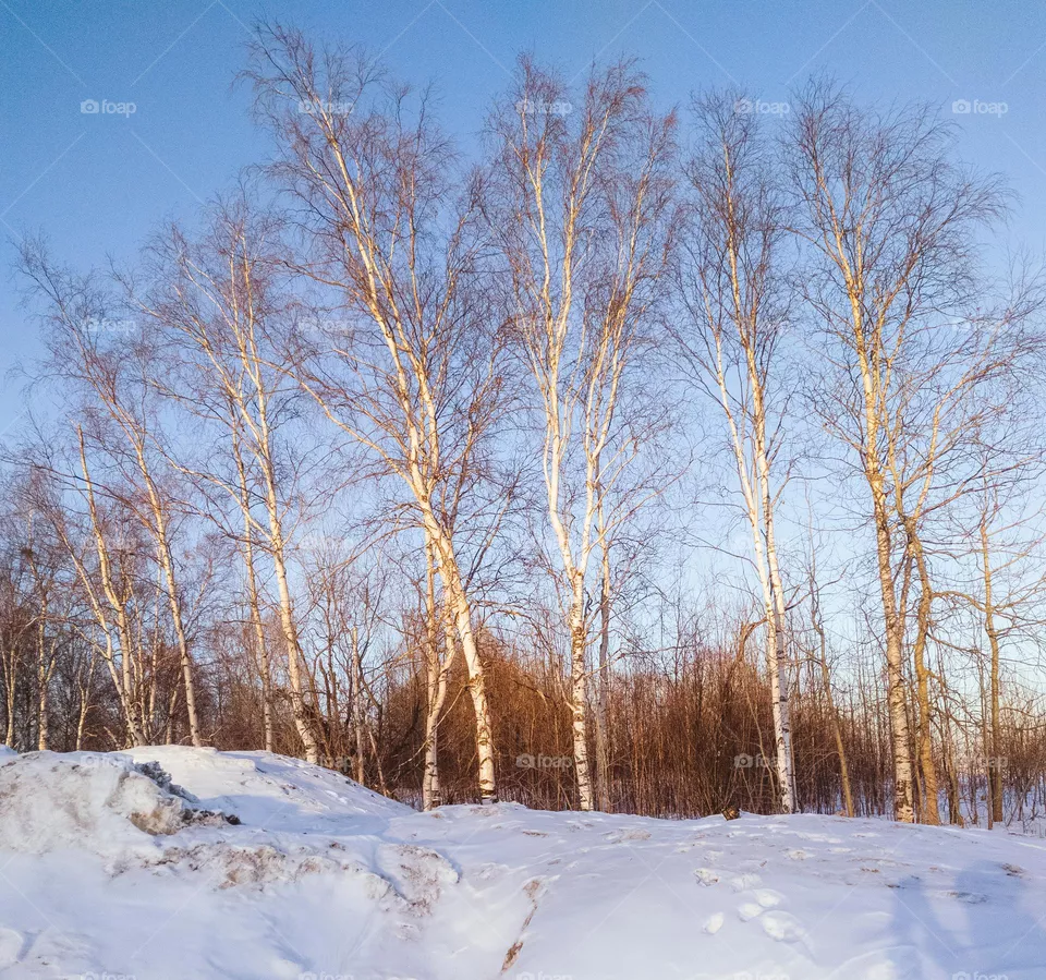 Trees in the sunset