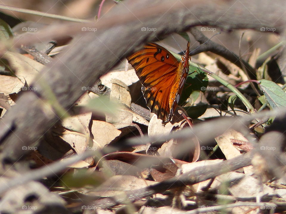 Butterfly wings closing 