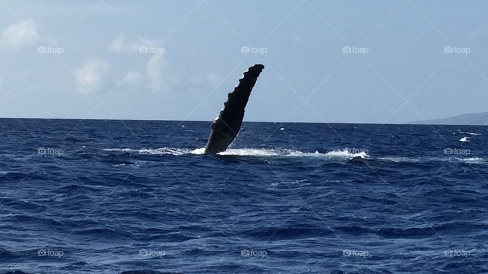 Humpback Whale flipper