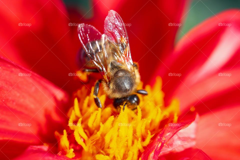 A bee at the flower