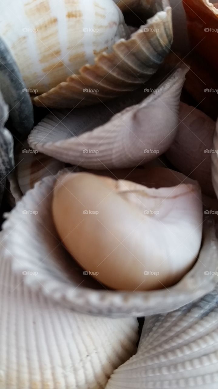 No Person, Shell, Nature, Food, Seashell