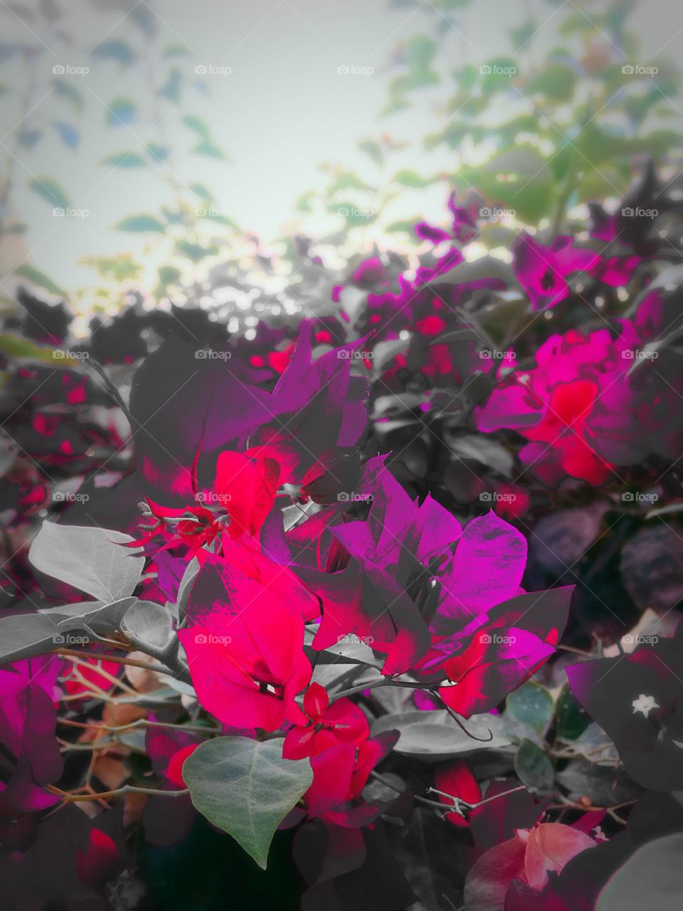 Flower with smart color editing at working place. 