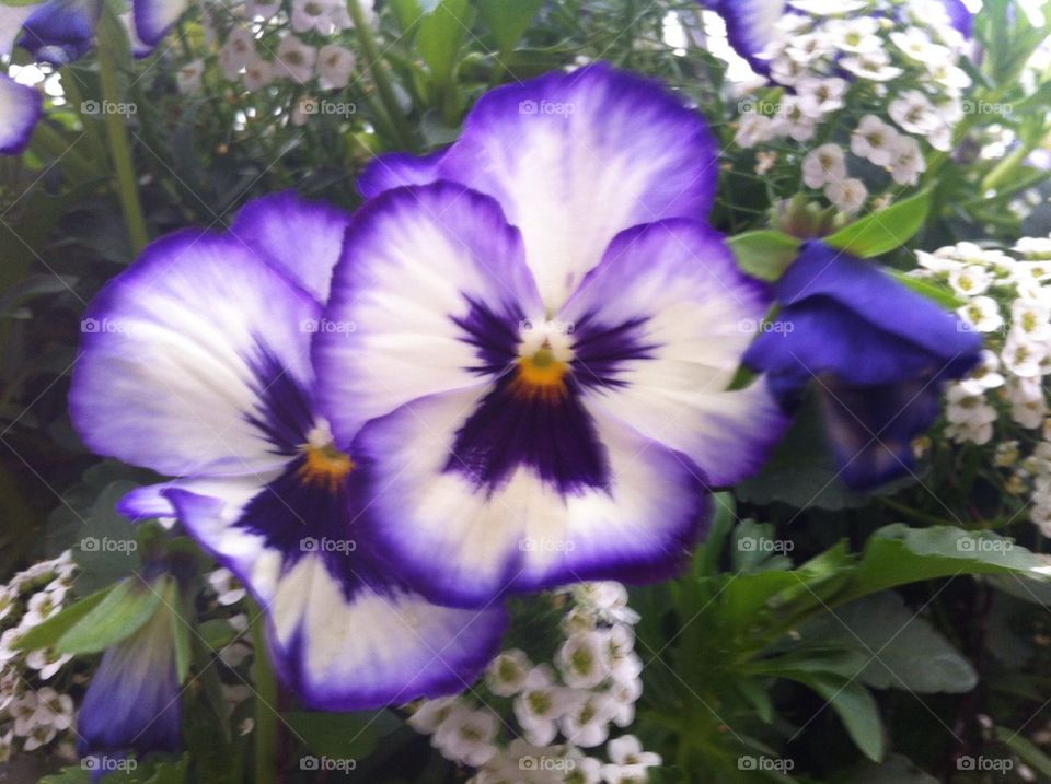 Pansies