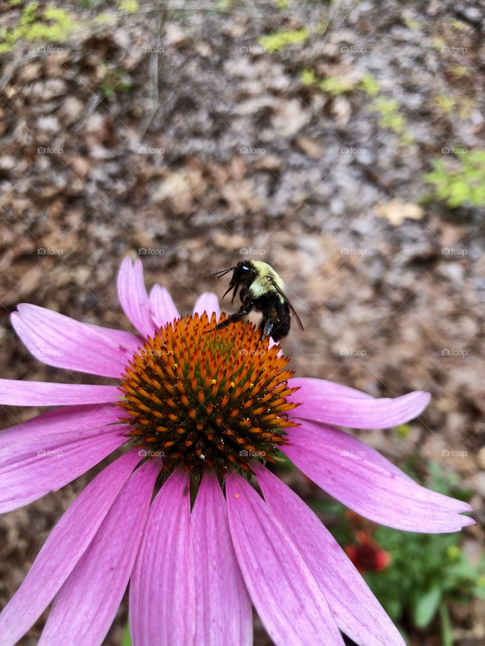 Bee pollinating purple coneflower 