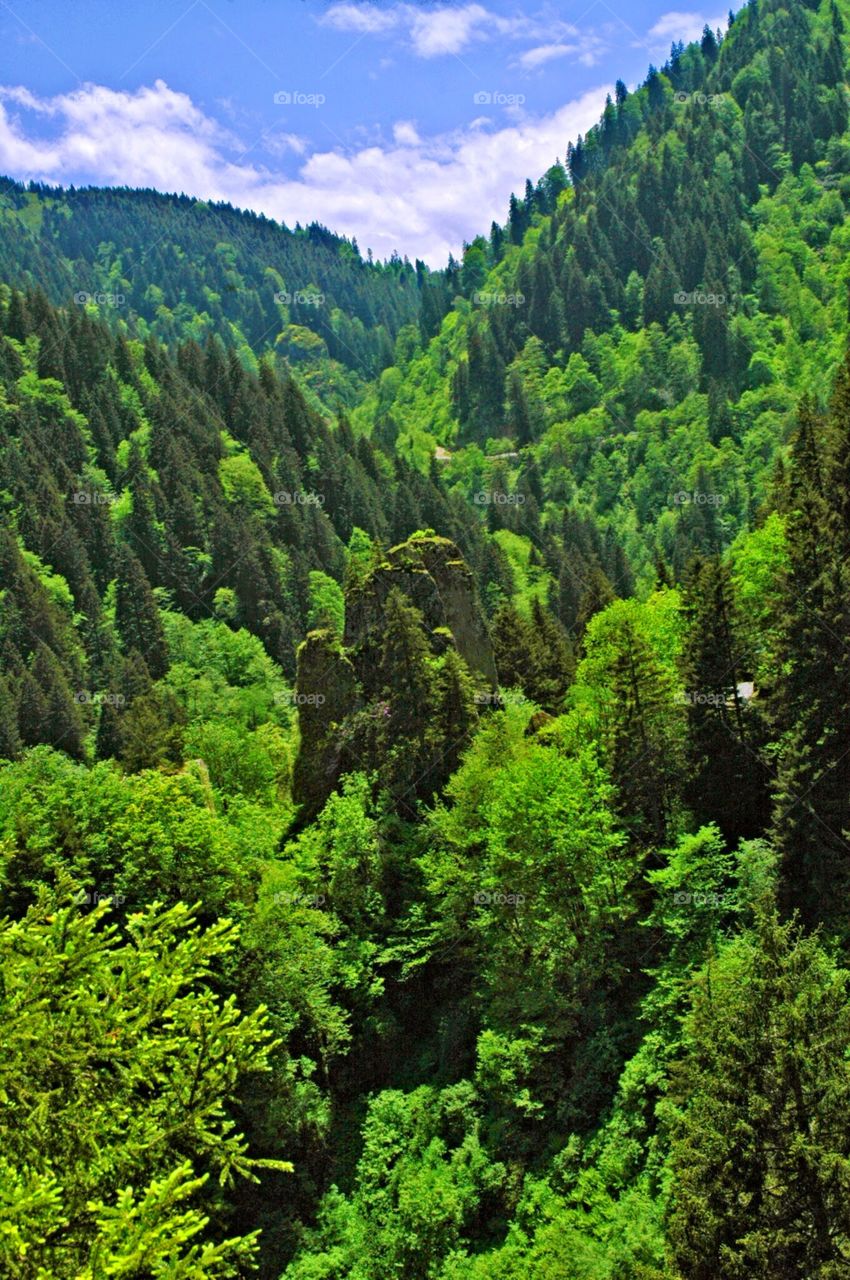 Blacksea Forests