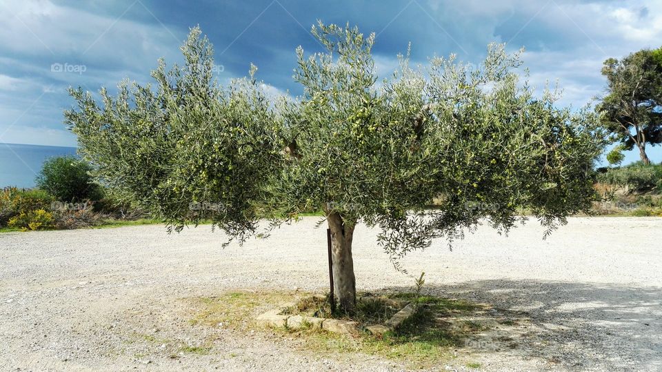 albero di Ulivo