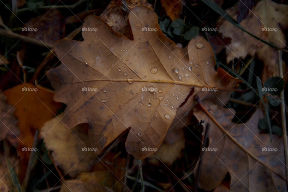 Autumn leaves cover background 