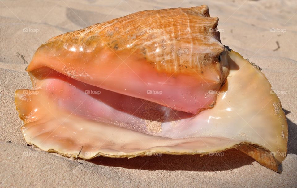 big tropical shell on Dominican Republic beach