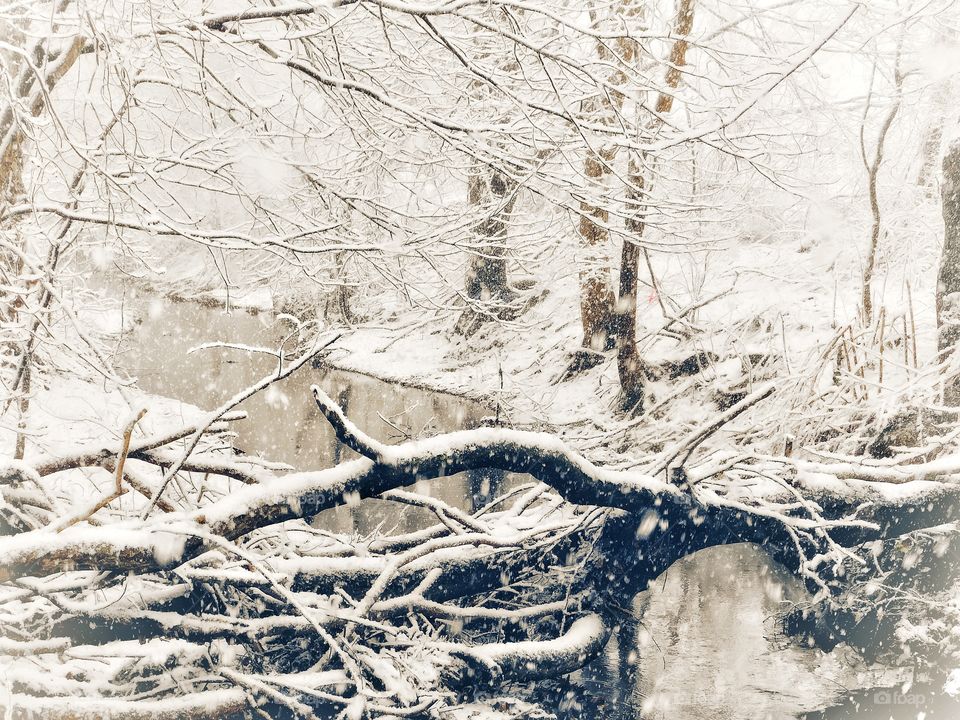 Bruce Brook during today’s nor’easter 