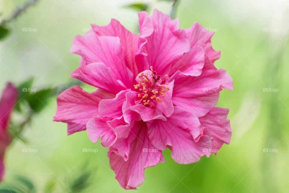 Pink flower