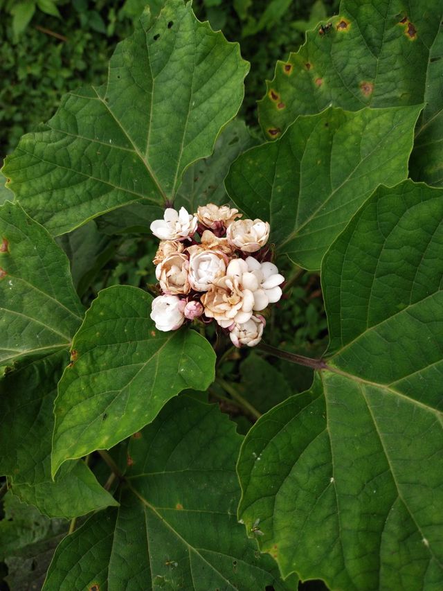 My flower. Padang Indonesia, West Sumatra, 11/07/2022