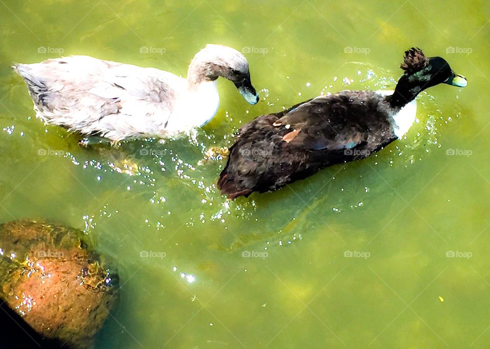 Two of my favorite ducks in the pond. 
Love ducks. Love waters. They are good combinations. Ducks are cute, calm, and peaceful. 