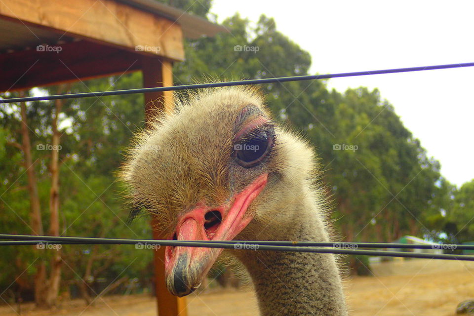 Emu