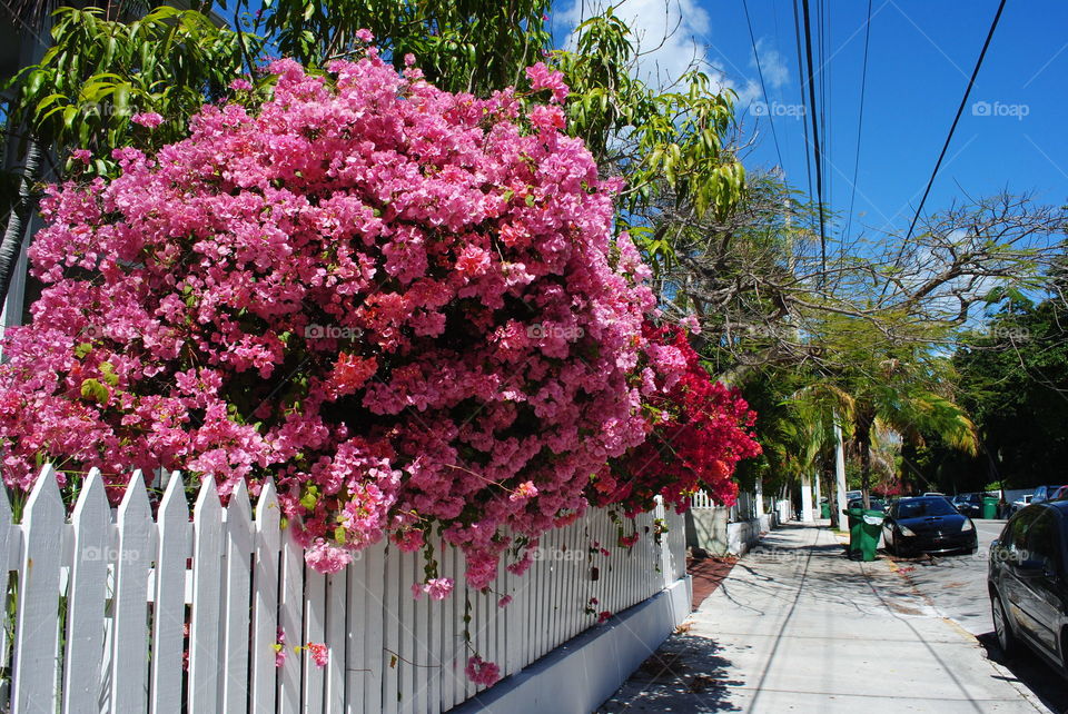 Beautiful blooming bush in Key West, Fl