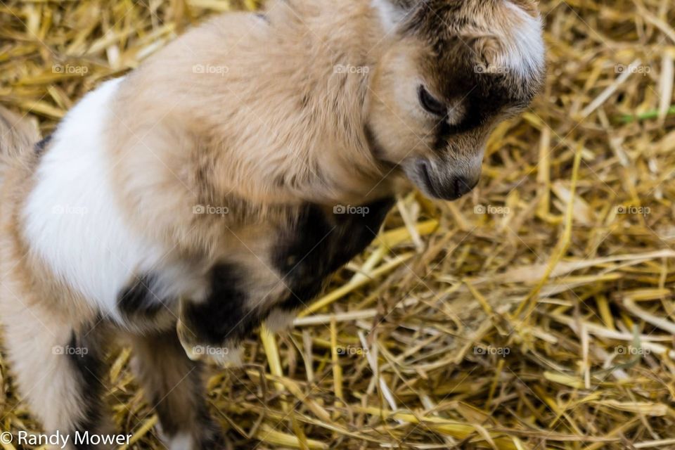Baby goat