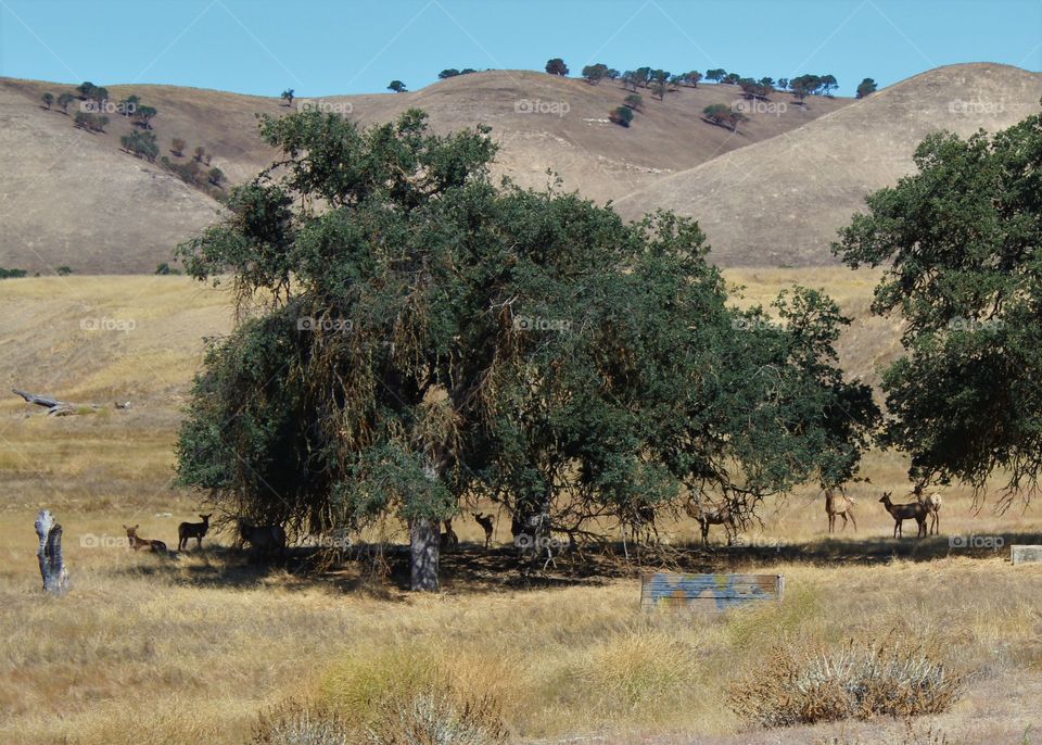 Elk under shade tree