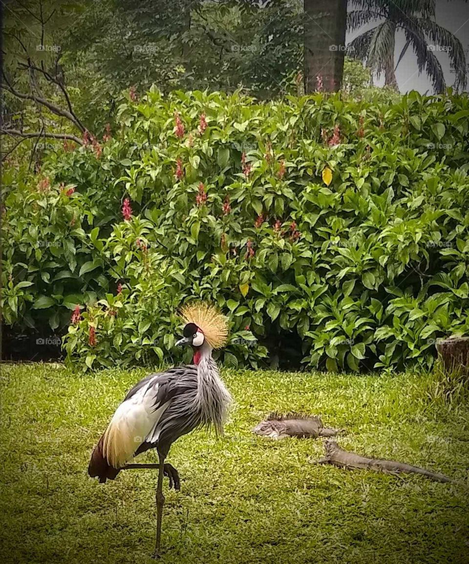 Caution iguanas on the floor