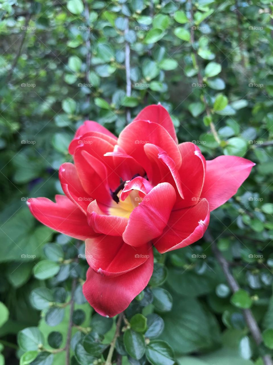 Red tulip