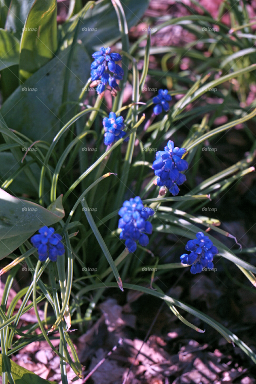 Grape-Hyacinh
Springs 
California Flower