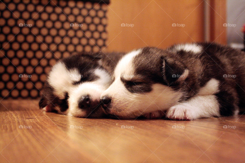 Husky puppies sleeping together