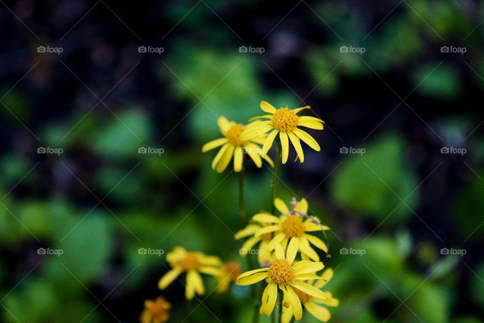 yellow wild flower