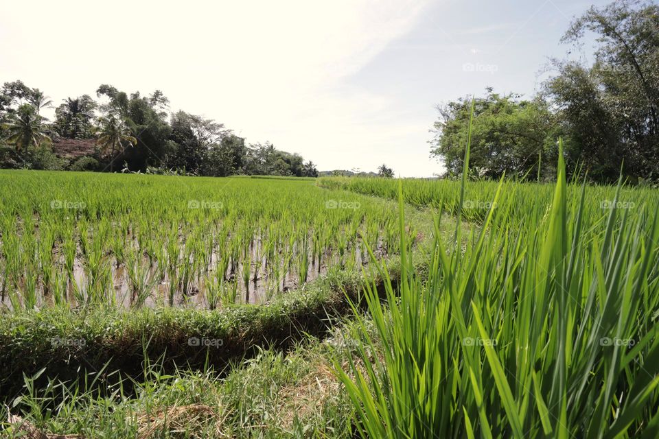 ricefield