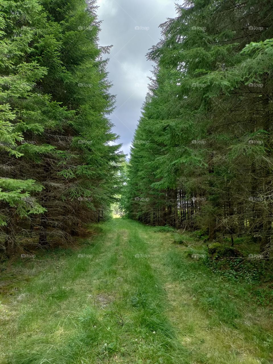 path in the forest