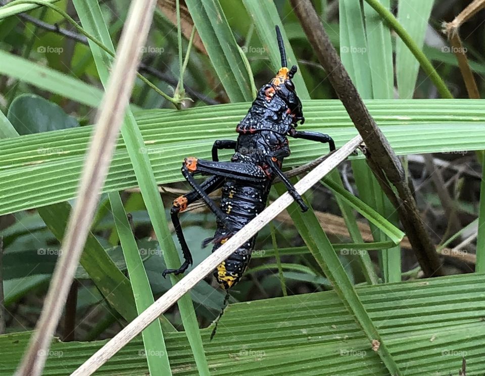 Black grasshopper 