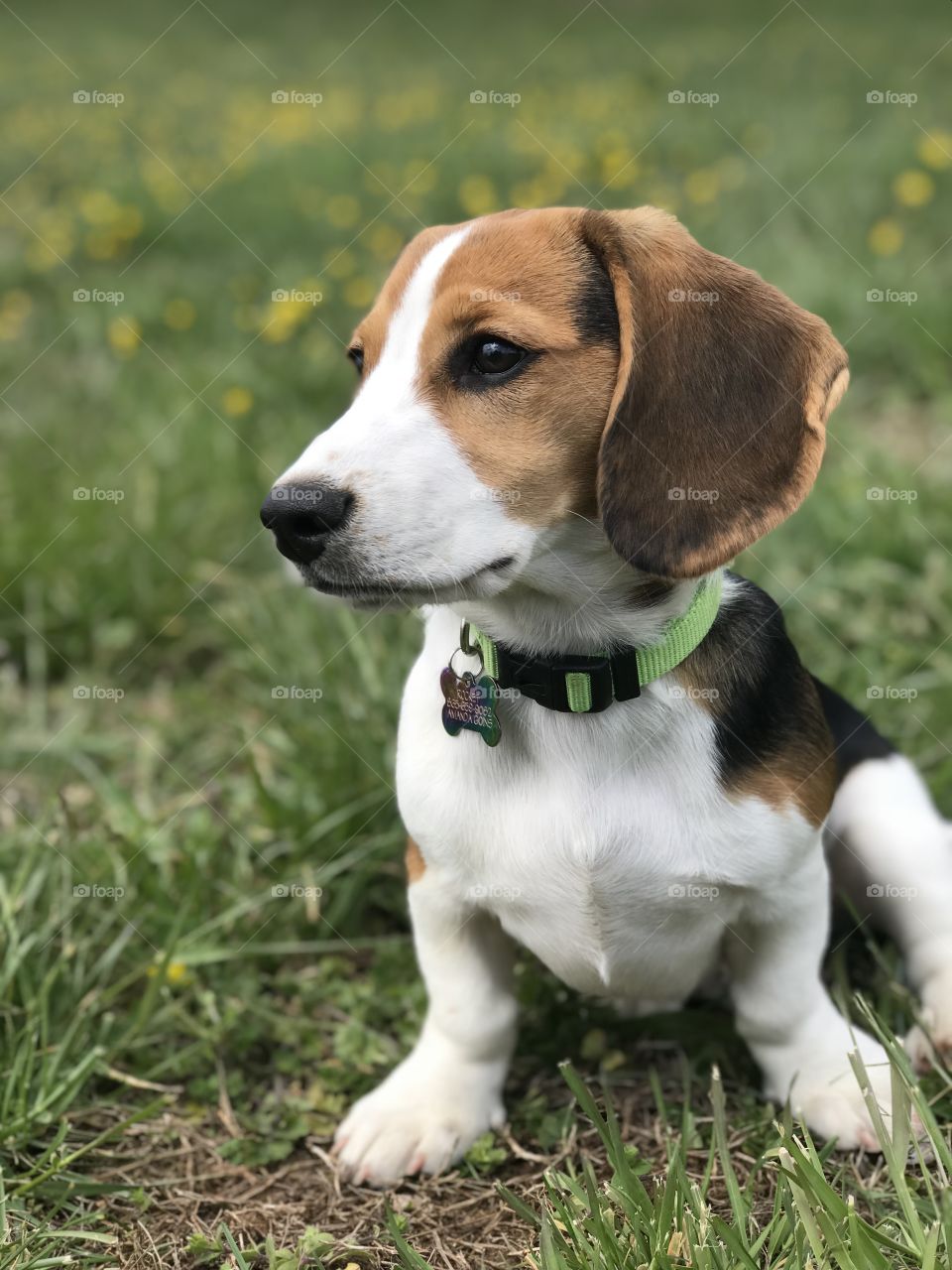 This is Rocket. He is a Doxle (beagle/daschund) 