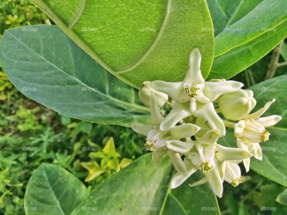 White flower, Indian milkweed in the garden.