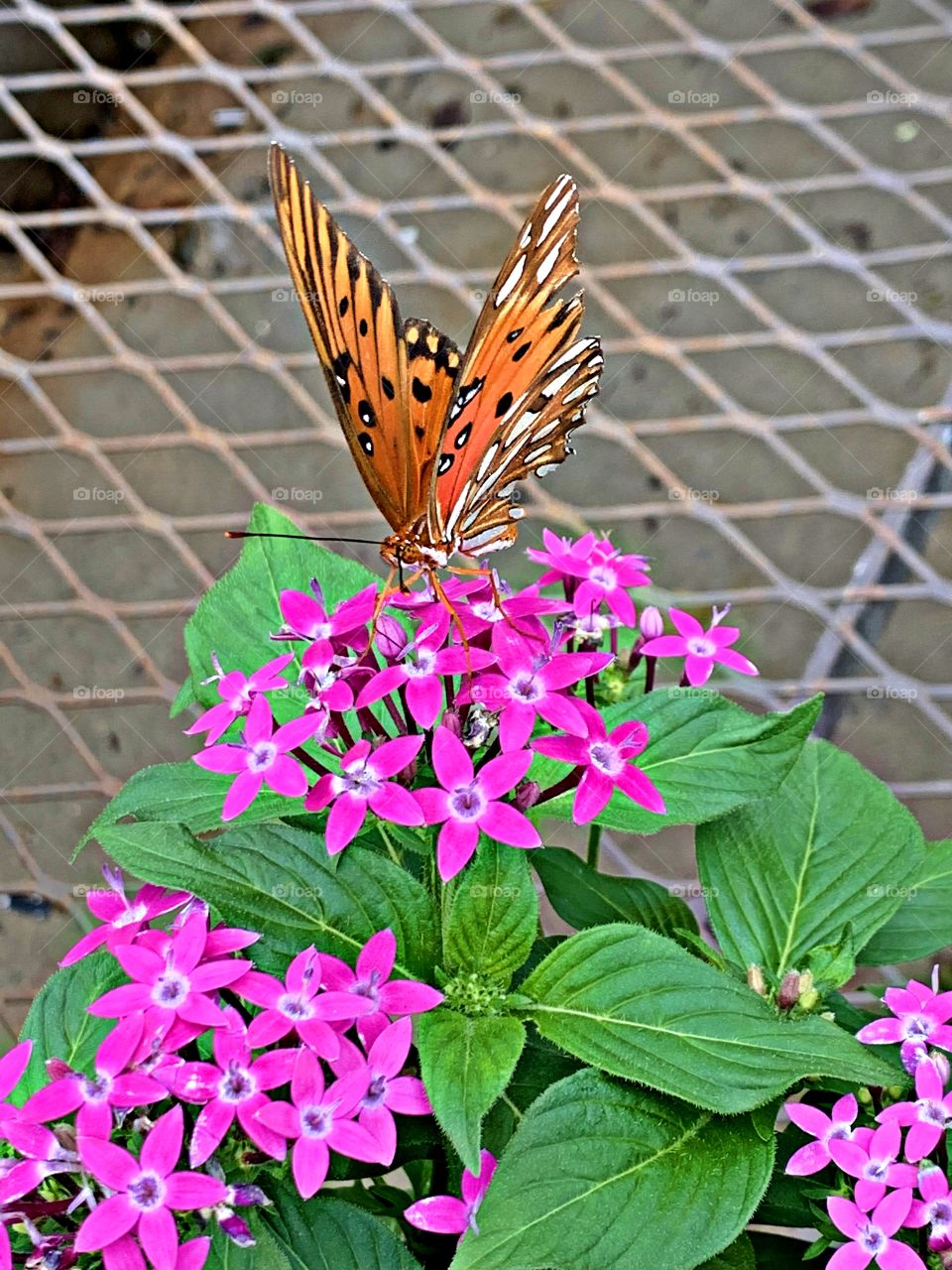 Fritillary butterfly feeding on a pink flower blossom. Starting in late summer and continuing through fall, huge numbers of adults migrate southward into peninsular Florida.