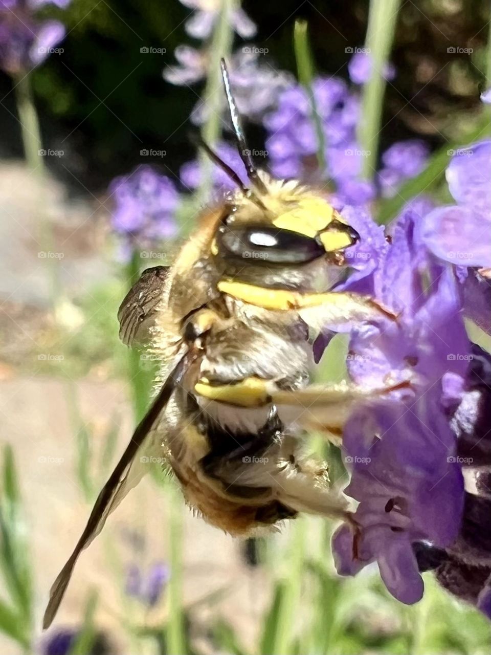 Bee