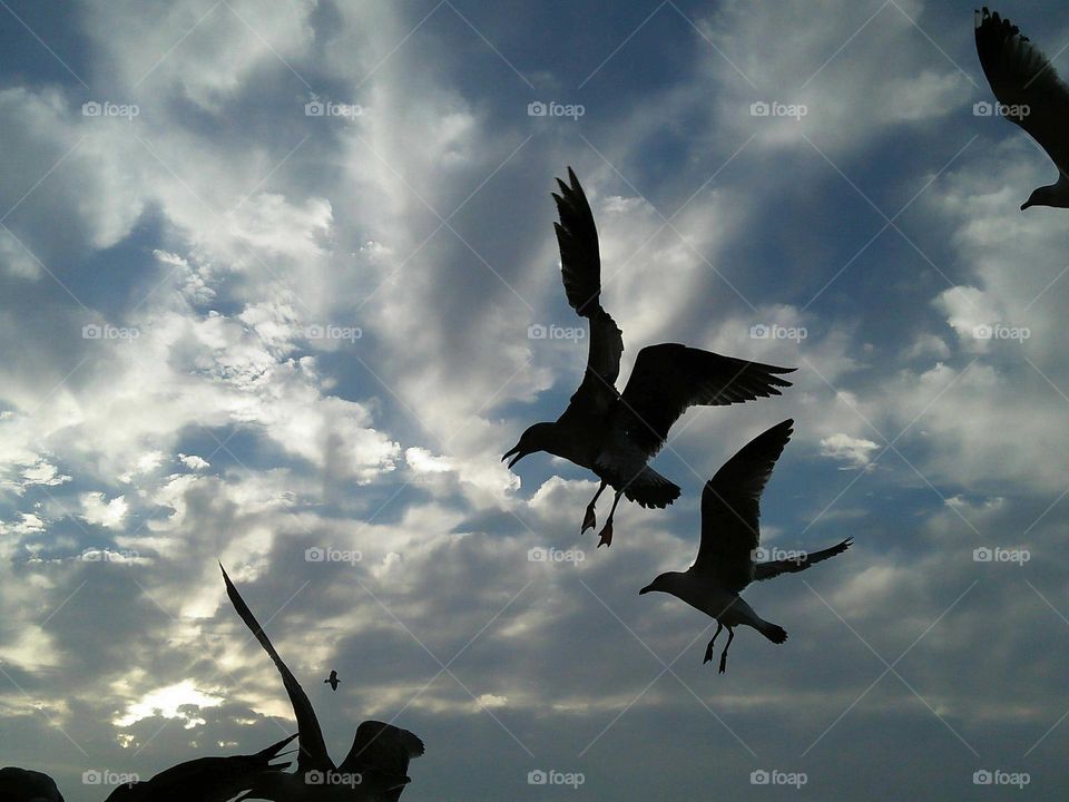 Gulls struggle over eating resources.