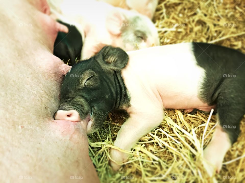 Pig, piglet, cute, animal, sleeping, barn