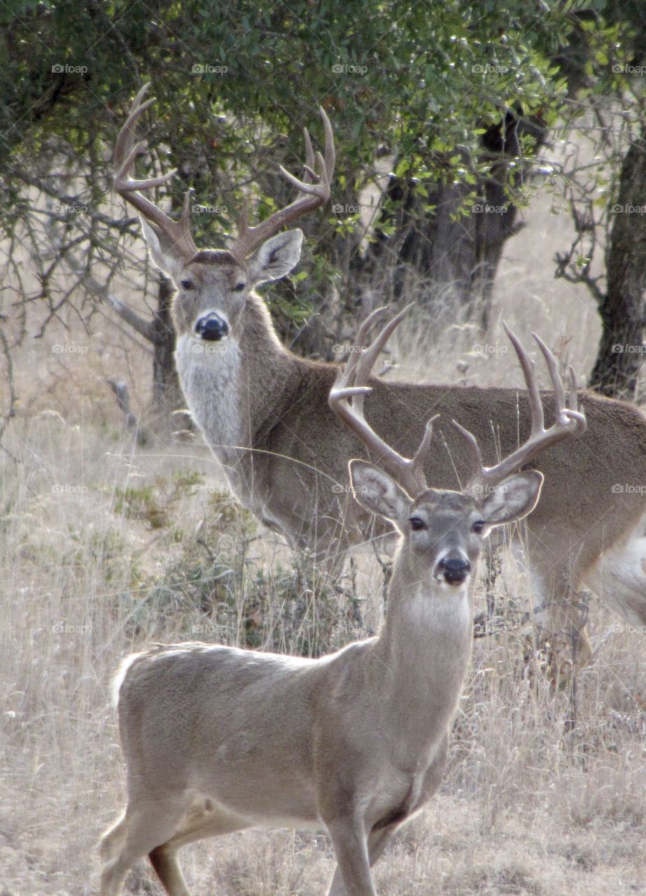 Big Texan white-tailed bucks