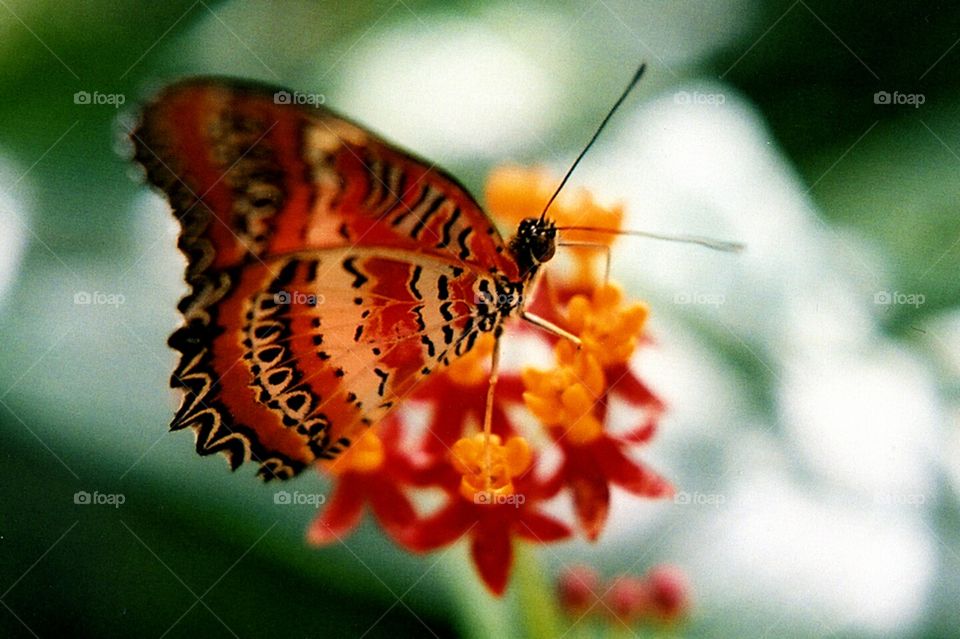 Orange butterfly