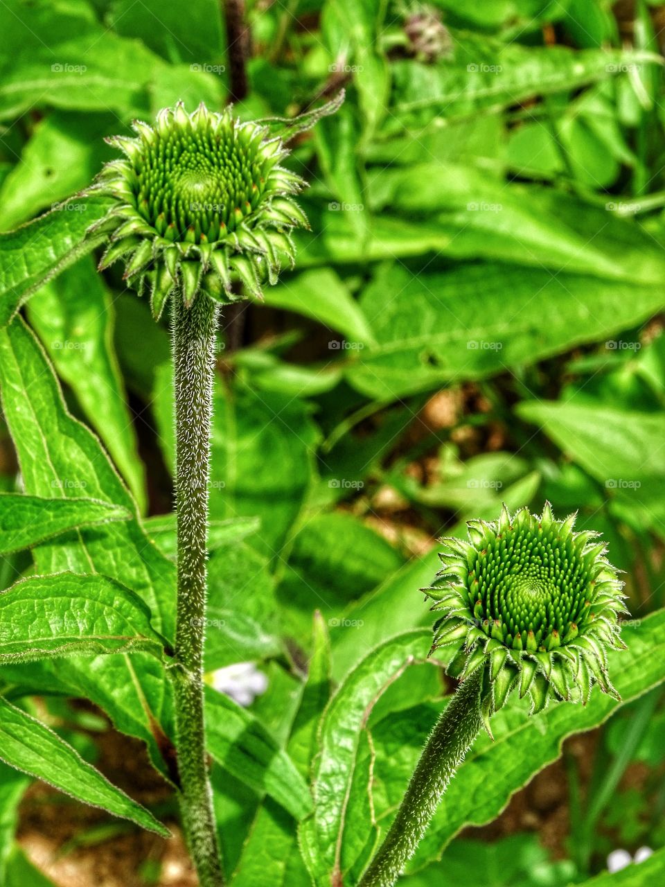 The photo looks good in pairs