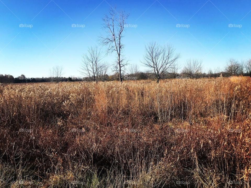 A field in southern Illinois in autumn.