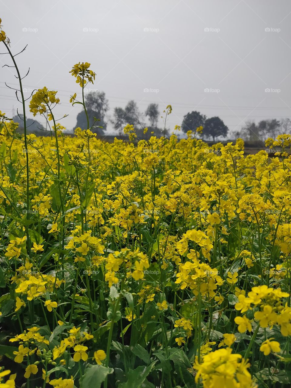 Beautiful yellow mustard fields.