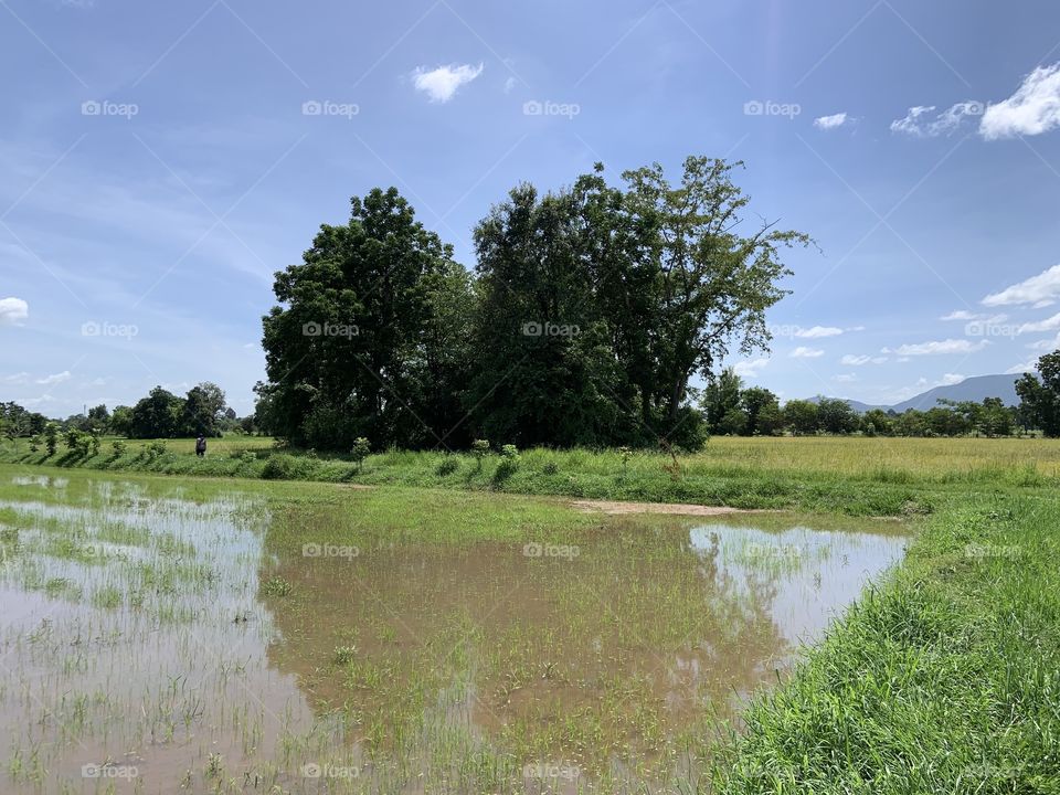 The stories of the rice field, Countryside 